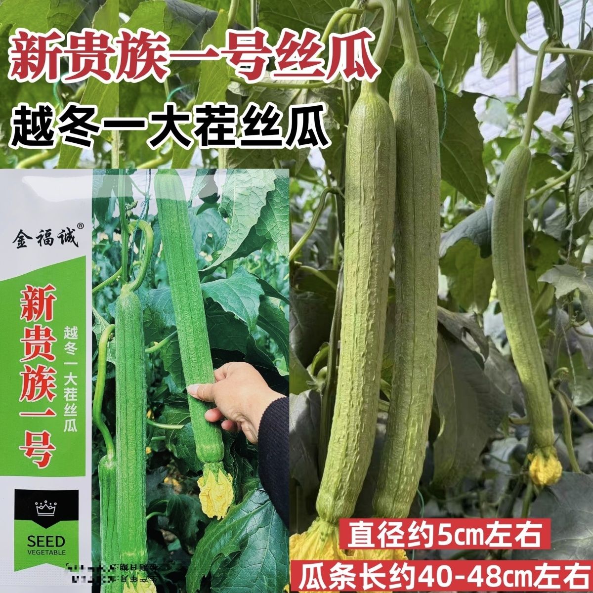 山东特长丝瓜种子新贵族一号丝瓜种籽越冬一大茬丝瓜种子产量高