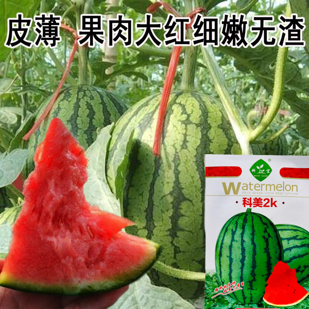 科美2k冰糖小西瓜种子超甜早熟皮薄甜爽多汁脆阳台庭院大田高产瓜