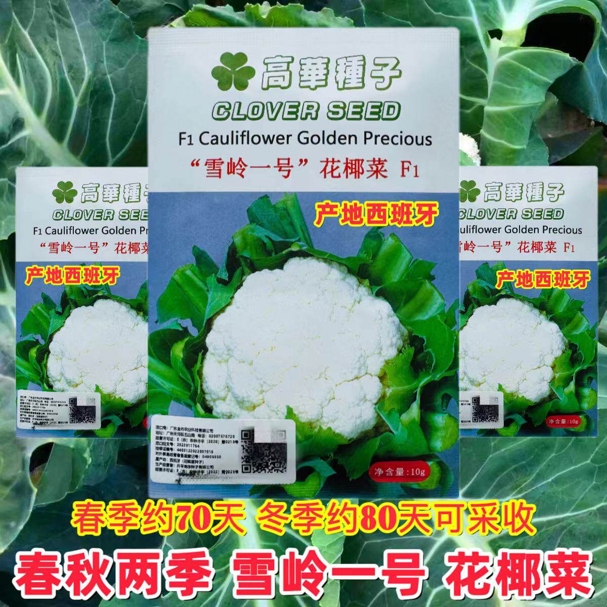 雪岭一号松花菜种子中早熟耐寒雪白花椰菜种籽春秋季高产抗病花菜