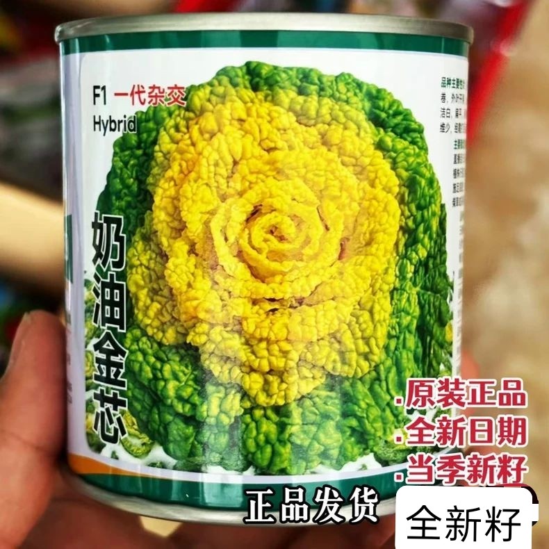 奶油金芯菊花心菜种子鲜甜软糯杂交黄心乌塌菜白菜种籽耐寒蔬菜孑
