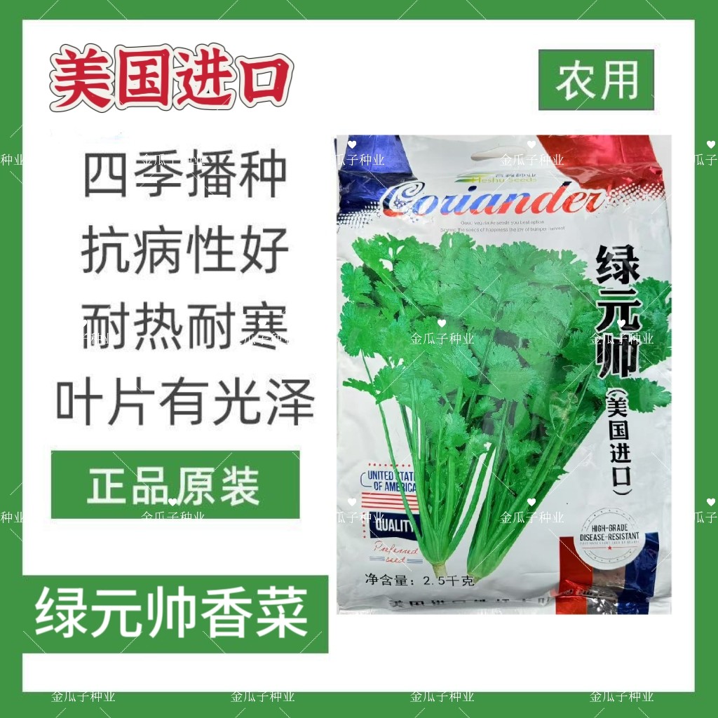 绿元帅美国进口耐热香菜种子四季耐热耐寒铁杆油大叶香菜籽耐抽苔