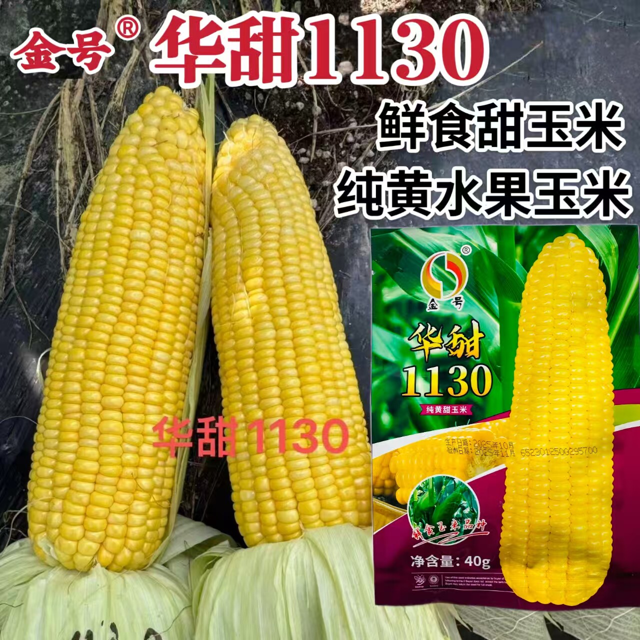 华甜1130玉米种子纯黄玉米种籽春秋播大棒鲜食苞谷玉米蔬菜种孑籽