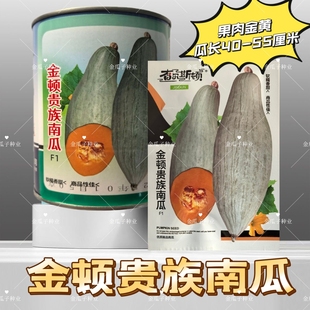 金顿贵族南瓜种子春秋季新疆丑瓜种籽金丝栗瓜板栗南瓜种籽粉糯香