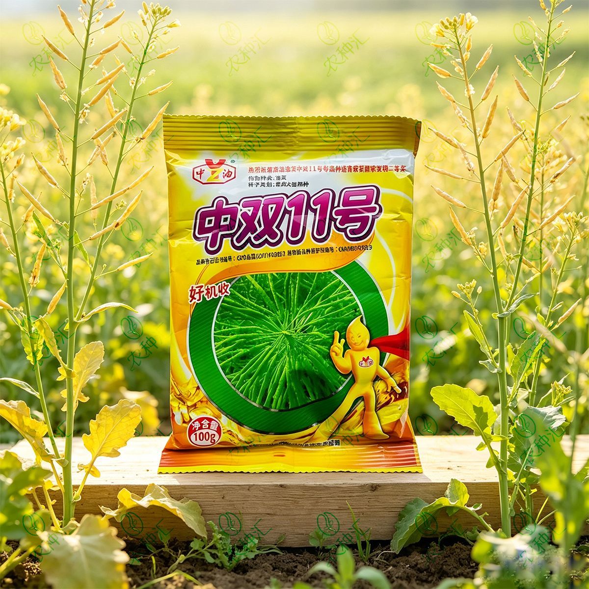 中双11号油菜种子高产中熟矮杆油菜抗病抗倒伏高油甘蓝常规油菜籽