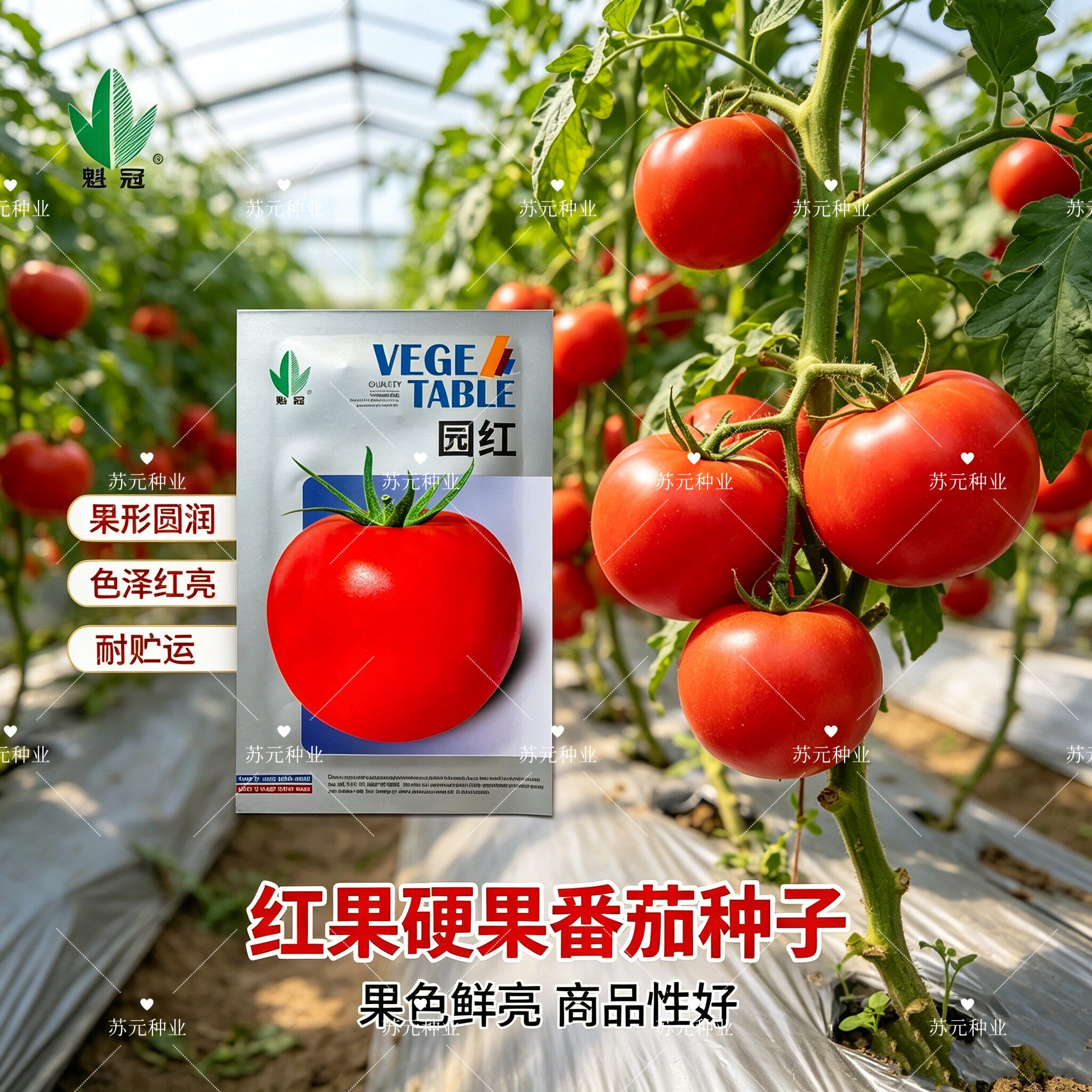 园红番茄种子早熟无限生长型粉红番茄西红柿种籽春秋大棚露地播种