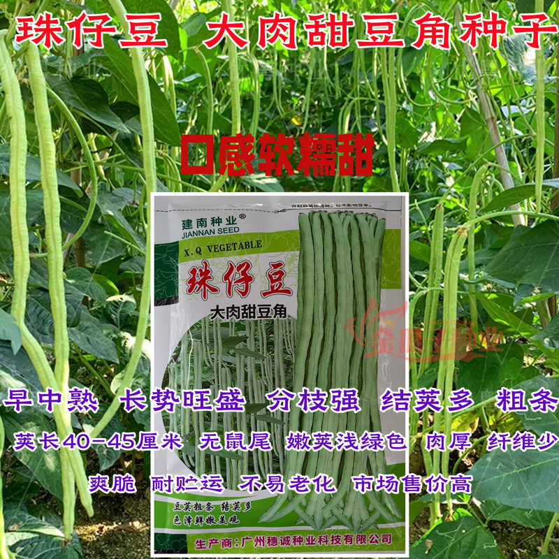 豆角种子大肉甜豆角种籽猪仔豆八月珠仔豆角子种豇豆春秋蔬菜种孑 - 实物图