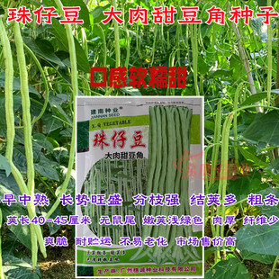 豆角种子大肉甜豆角种籽猪仔豆八月珠仔豆角子种豇豆春秋蔬菜种孑