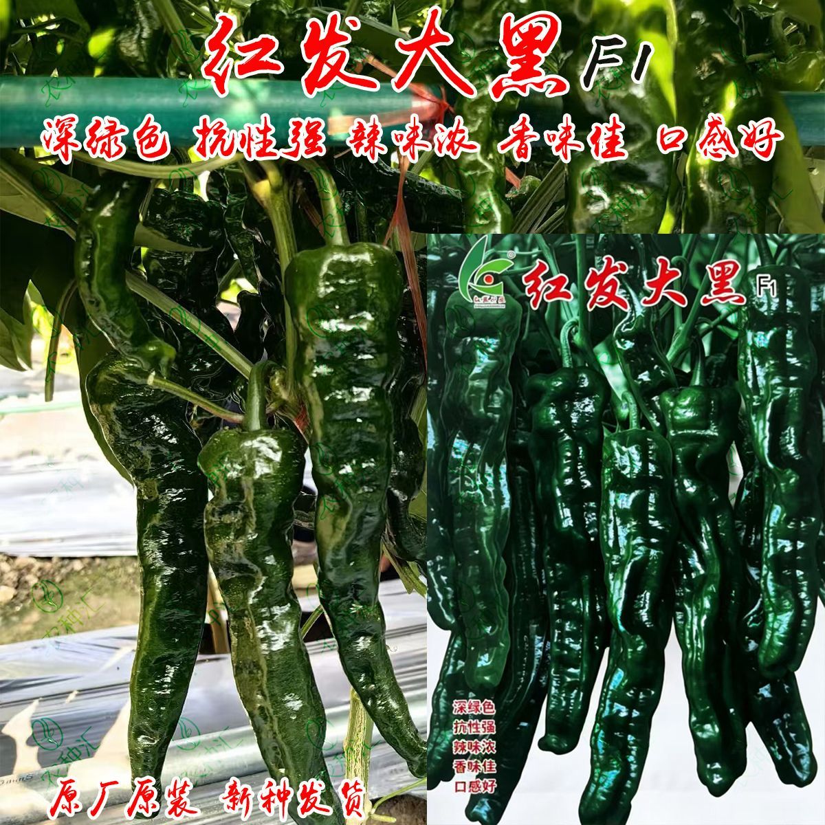 红发大黑皱皮辣椒种子羊角型皱皱辣皮薄质脆辣椒种子原装1000粒