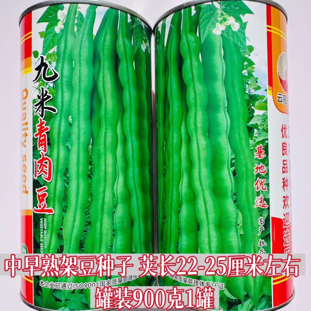 九米青肉豆架豆种子高产抗病春秋播四季豆种籽豆角种孑蔬菜种籽孑