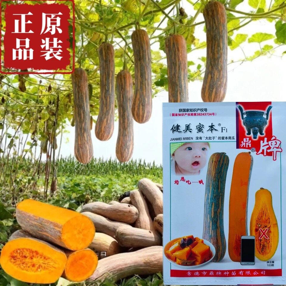 鼎牌蜜本南瓜种子新品种香糯甜面高产超甜南方北方蔬菜种子