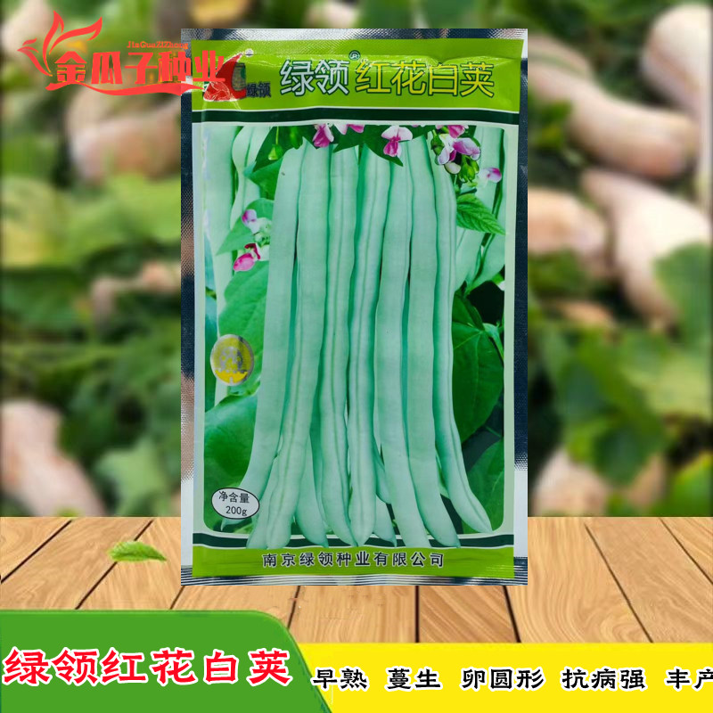 红花白荚白芸豆早熟高产耐热