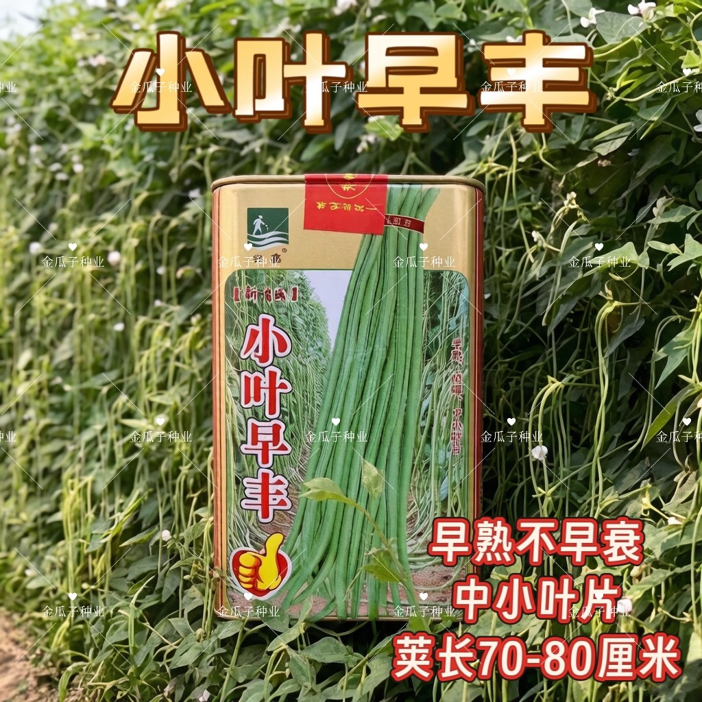 小叶早丰豆角种子摘不败高产豇豆种籽特长豆种早熟耐老化蔬菜种孑