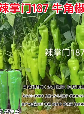 辣掌门187牛角椒种子黄绿皮大果牛角椒种籽中辣高产抗病蔬菜籽种