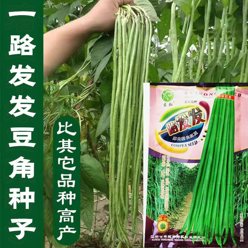 一路发发豆角种子四季豆特长无筋高产小叶摘不败盆栽豇豆蔬菜种籽