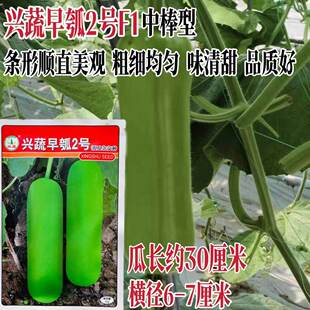 兴蔬早瓠2号短棒瓠瓜种子亮绿色瓠子瓜肉质鲜嫩味甜强雌高产瓠孑