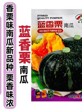 蓝香栗南瓜种子板栗南瓜种子高产甜糯板栗糯香甜四季蔬菜南瓜种籽