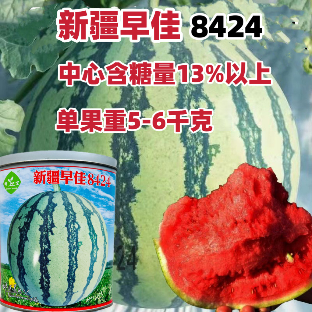 新疆早佳8424西瓜脆甜高产早熟