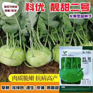 科优靓甜二号水果苤蓝种子大头咸菜疙瘩球茎苤兰籽玉蔓菁撇蔬菜子