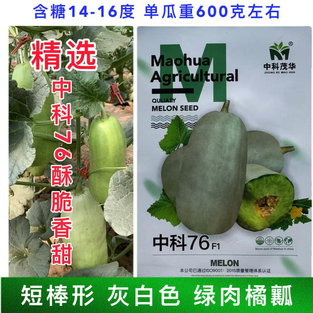 中科76短棒型甜瓜种子薄皮肉厚超甜多汁羊角蜜瓜果洋博香瓜种籽子