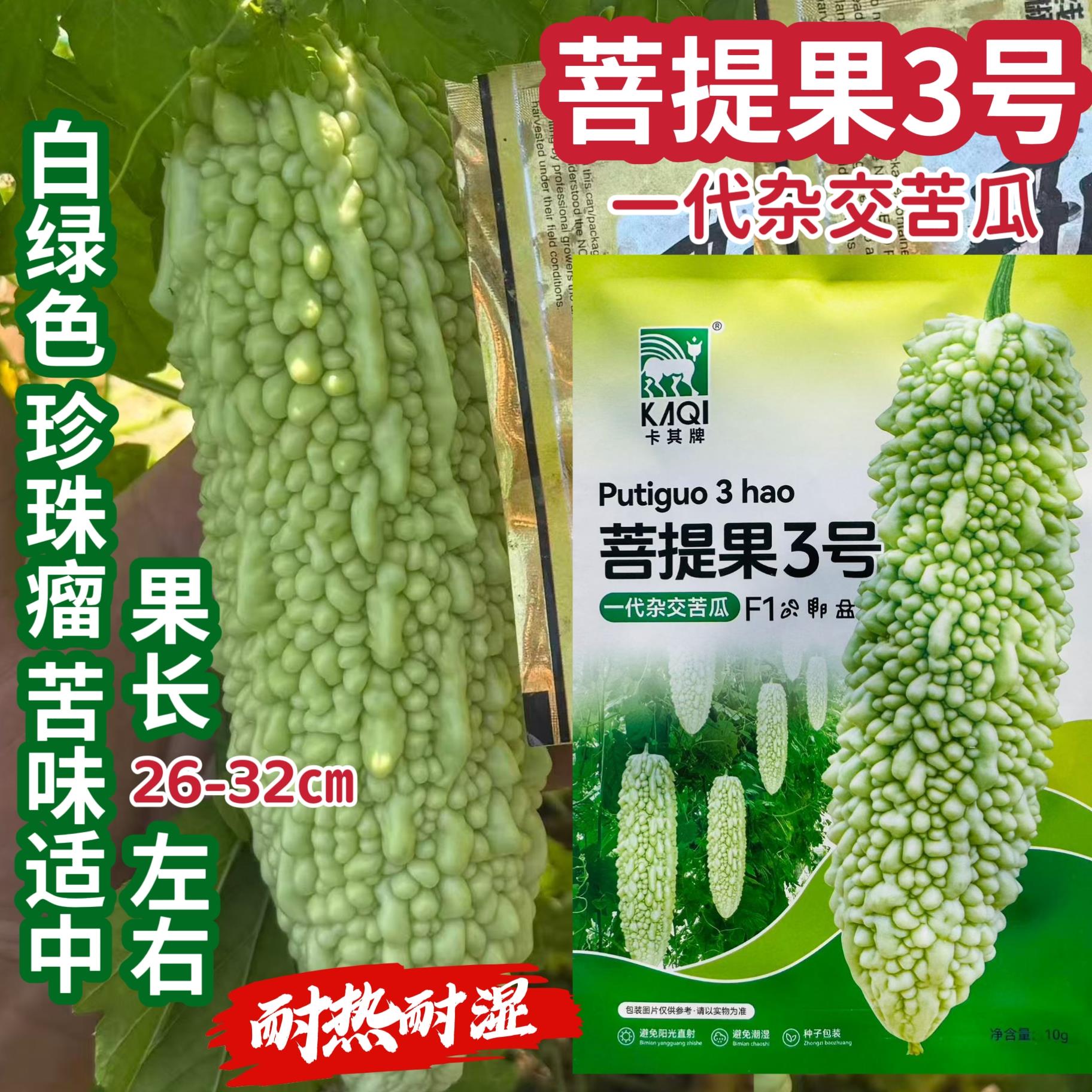 菩提果3号疙瘩绿苦瓜种子杂交白绿色珍珠苦瓜种籽苦味适中耐热