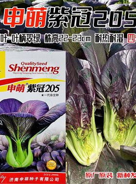 紫冠205紫油菜种子紫色青梗菜籽早熟品种耐热耐湿性强秋季播