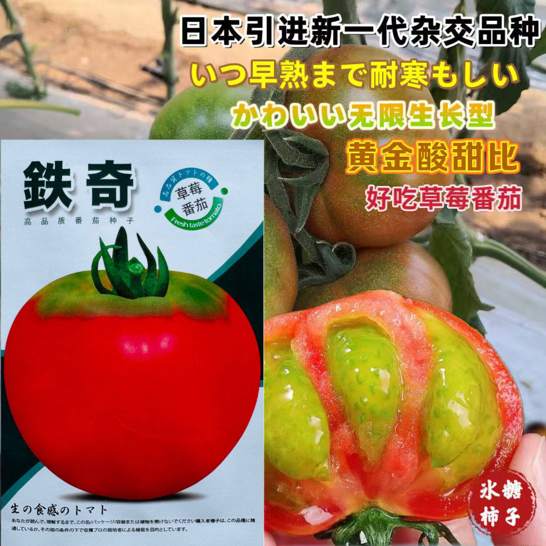日本引进铁奇一代杂交草莓番茄种子西红柿种东北油柿子大果口感好