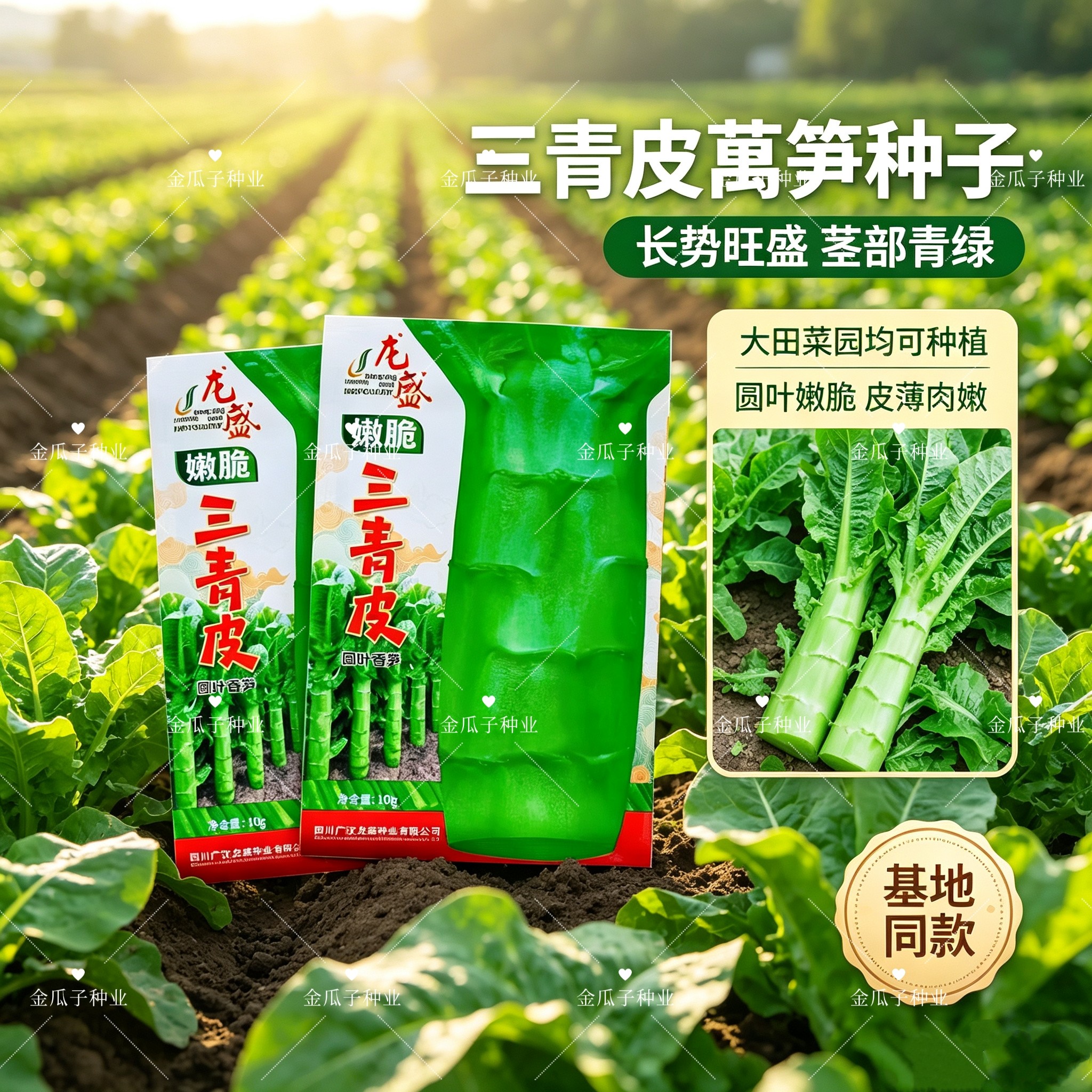 嫩脆三青皮圆叶香笋种子绿皮绿肉莴苣叶长椭圆茎粗棒肉质嫩脆味香
