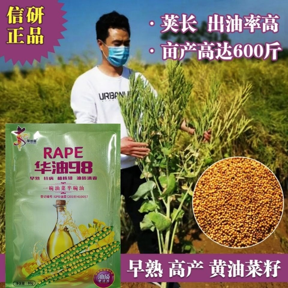 98油菜籽纯黄高产种子食用