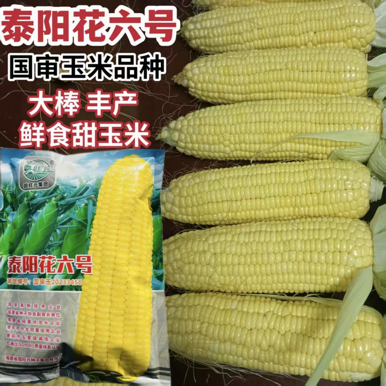 泰阳花6号玉米种子太阳花6号泰国超甜水果玉米种子早熟高产大棒