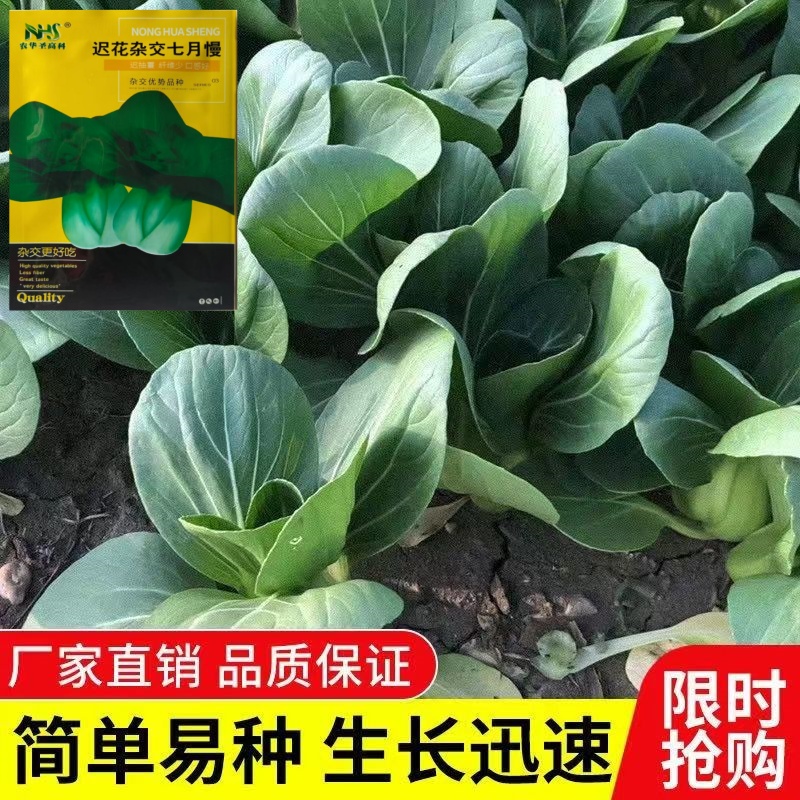 迟花杂交七月慢青梗菜耐抽苔耐寒