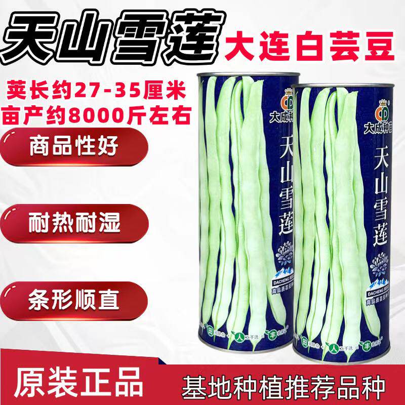 天山雪莲正宗大连白架豆种子白荚长芸豆种籽高产四季豆正品豆角种