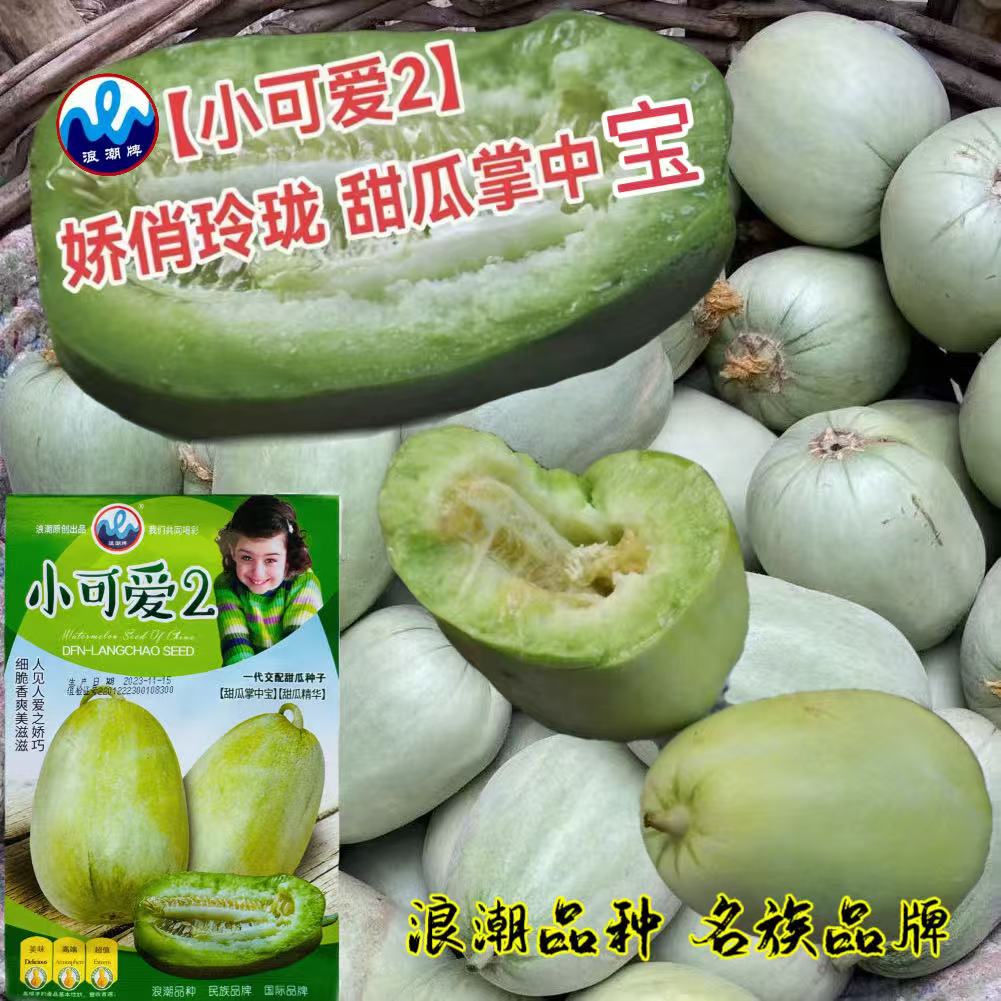 小可爱2号甜瓜种籽早中熟抗病强春季水果超甜甜瓜种子白皮浅绿肉