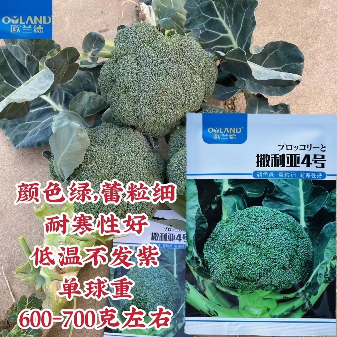 欧兰德种子撒利亚4号西兰花种子耐寒青花菜西蓝花种子颜色绿