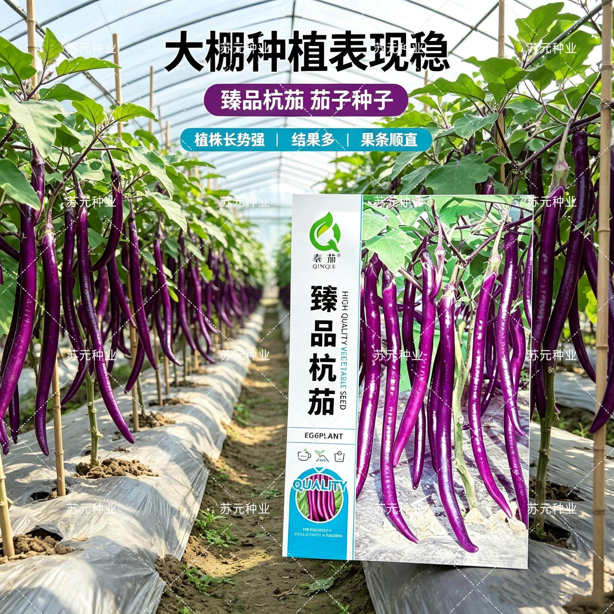 臻品杭茄浅茄子种子杂交线茄紫红茄皮薄光滑肉软糯好吃杭茄种籽