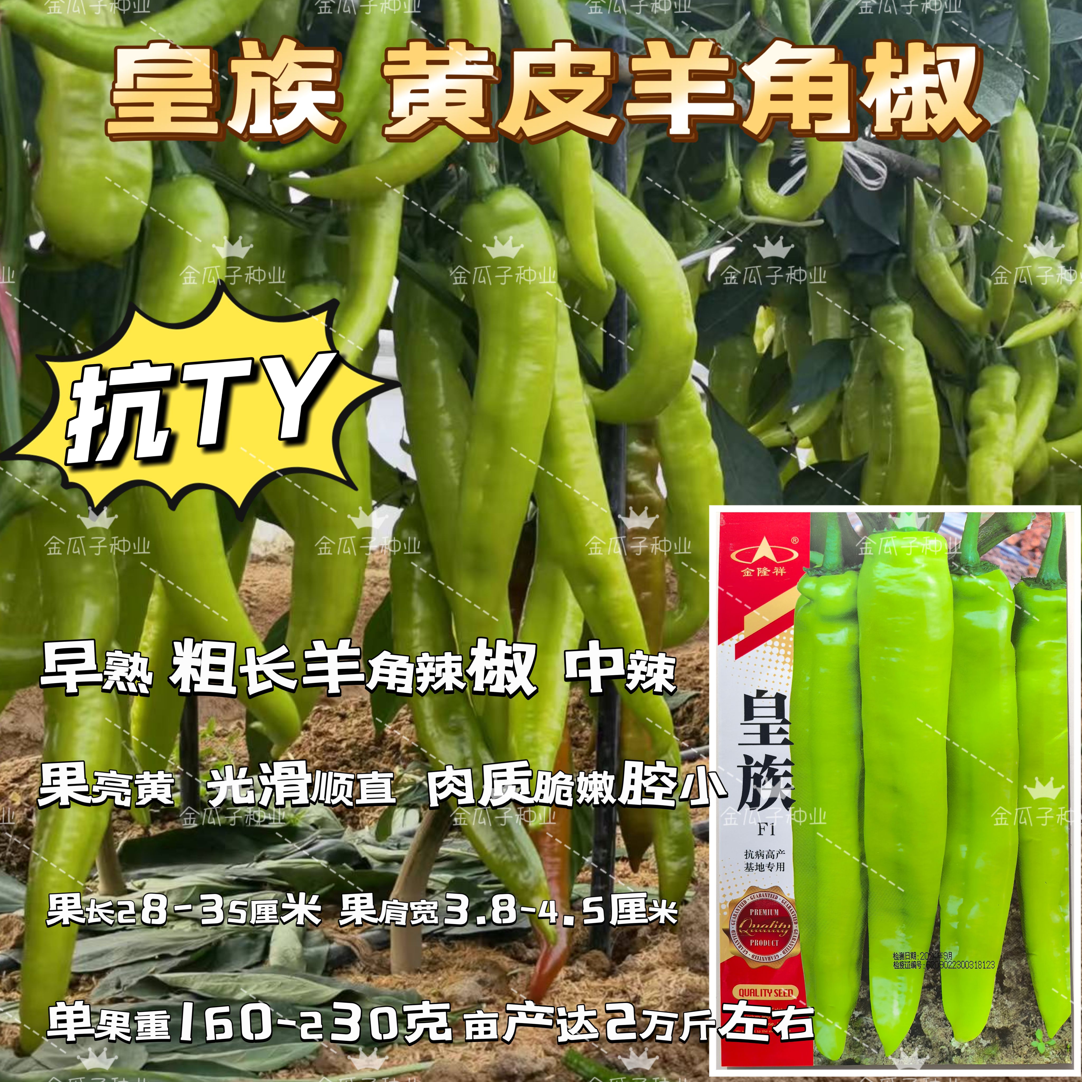 皇族黄皮大羊角椒种子大果中辣羊角尖椒种籽高产抗TY春秋蔬菜种孑