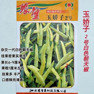农望玉娇子2号白色朝天椒种子中熟白色小米辣长势强口感辣而清香