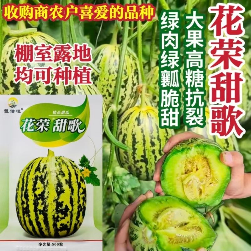 丰信恒花荣甜歌大果花皮绿肉甜瓜种子 高糖杂交脆甜香瓜种籽种孑