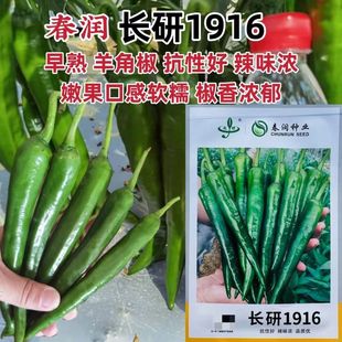 春润种业长研1916辣椒种子辣味浓香抗性好早熟羊角椒种子嫩椒软糯