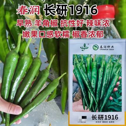 春润种业长研1916辣椒种子辣味浓香抗性好早熟羊角椒种子嫩椒软糯