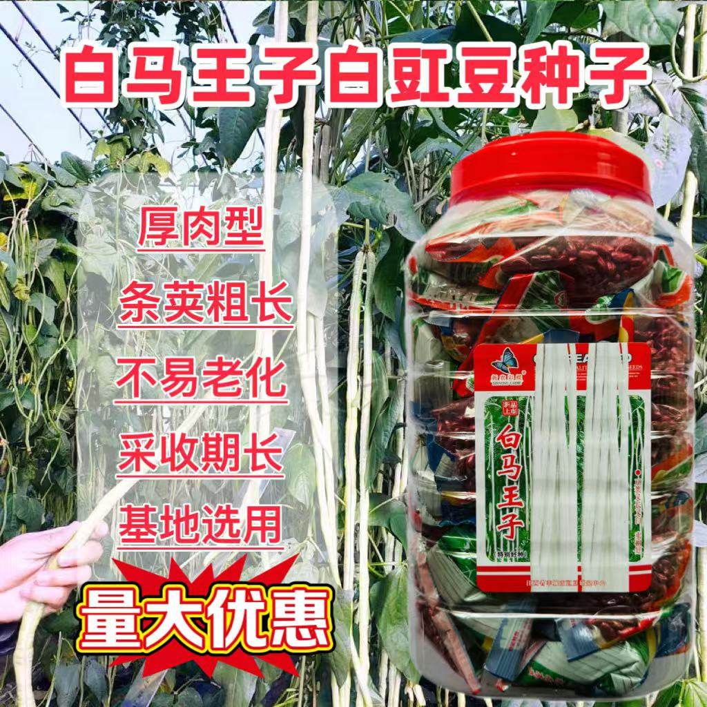 白马王子豆角种子肉厚高产荚长银白豇豆角种籽耐老长白豆角种子孑