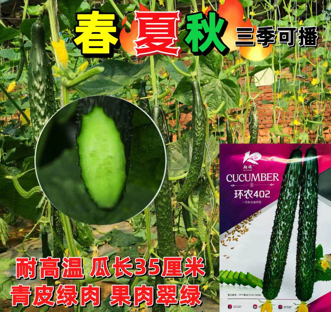 环农402黄瓜种子高产早熟油亮青皮青肉高抗青黄瓜籽春夏秋可播