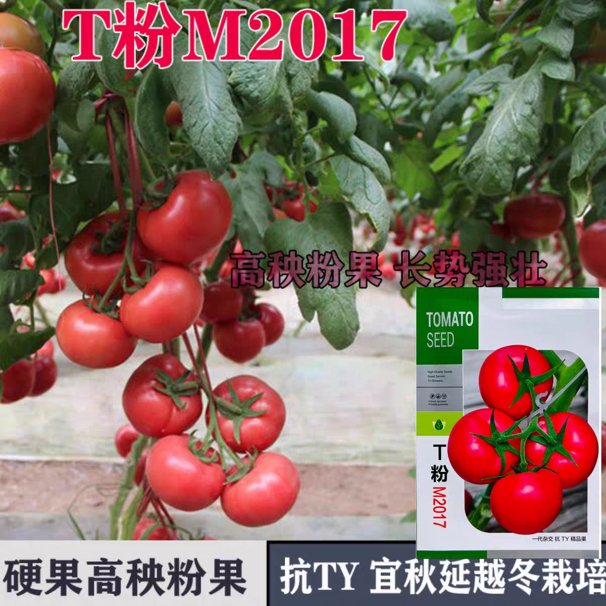T粉M2017番茄种籽高秧粉果抗TY硬度好耐裂耐低温坐果强西红柿种子