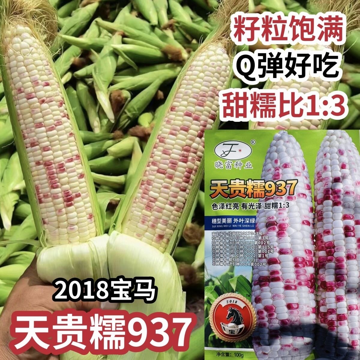晓富彩甜糯2018宝马玉米种籽天贵糯937玉米种子大棒甜糯玉米种子