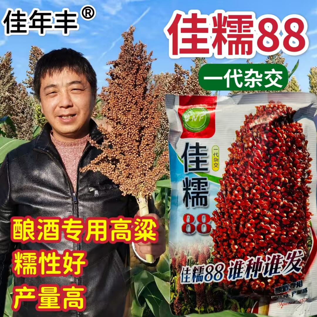 红高粱种子酒高粱红糯高粱种籽佳糯88矮杆抗旱抗倒抗盐碱高粱种孑