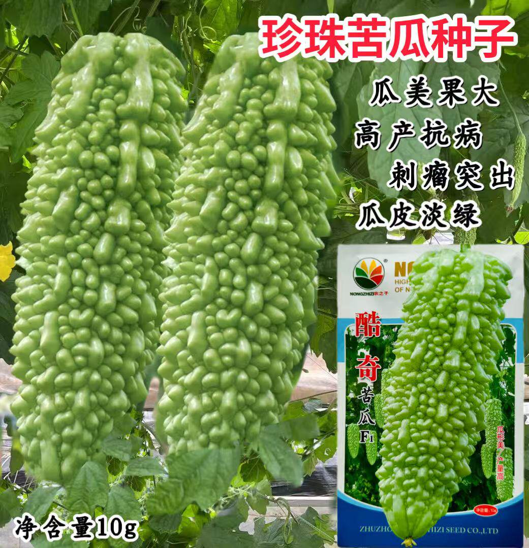 酷奇苦瓜种子春秋播种高产抗病耐热露地保护地栽培大白苦瓜种籽孑