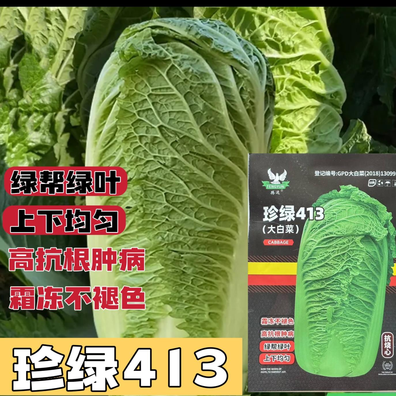 珍绿413大白菜种子绿帮绿叶霜冬抗根肿病大田种植白菜种籽