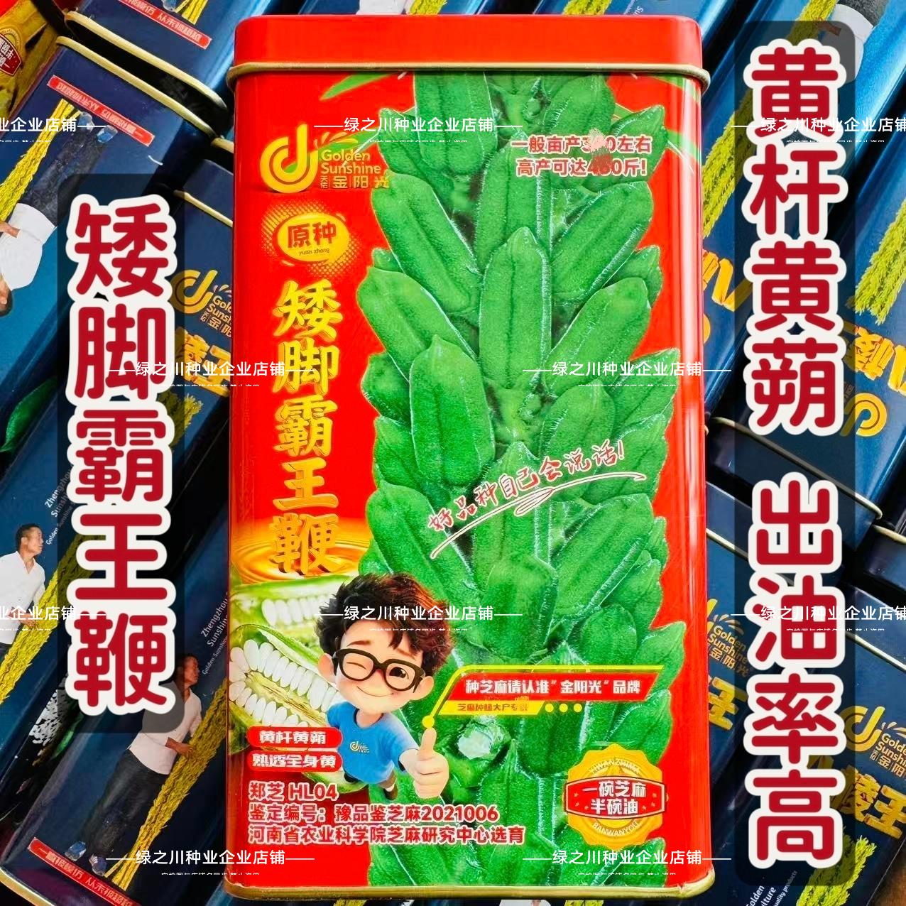 矮脚霸王鞭芝麻种子原种低腿黄杆黄蒴白芝麻种子高产抗病芝麻种籽