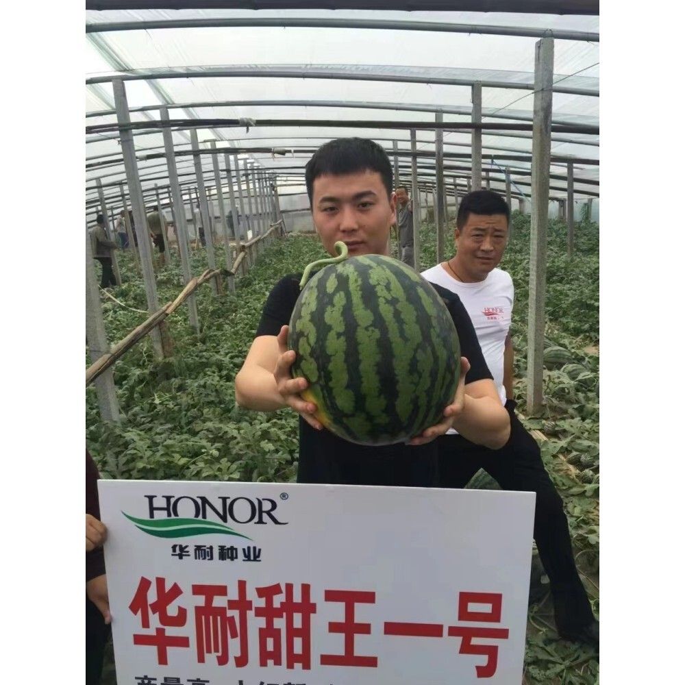 华耐甜王一号西瓜种子高产中早熟抗病红瓤西瓜种籽春秋播种大田孑