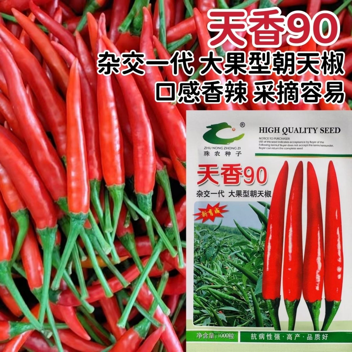 天香90朝天椒种子香辣红辣椒指天椒尖椒大果小米辣种子硬度好丰产
