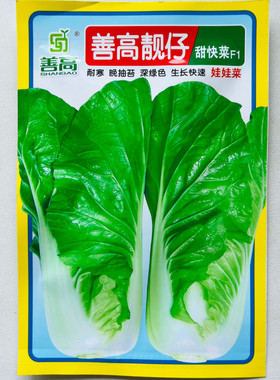 靓仔甜快菜种子早熟甜快菜种子耐寒耐抽苔深绿色生长快速快菜
